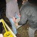 0202_biike_stammweitwurf
